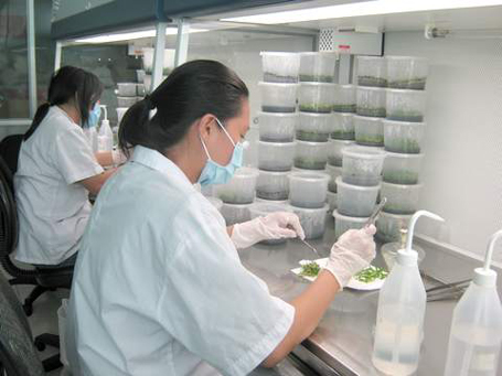 Phòng thí nghiệm nuôi cấy mô thực vật