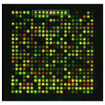 Microarray Reaction Control Kit - Bộ điều khiển phản ứng Microarray